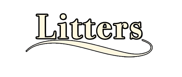 kestrel farm golden retriever puppies and litters in ocala florida