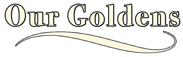 our goldens at kestrel farm goldens