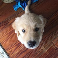 kestrel farm golden retriever, luna, Terrapin's Total Lunar Eclipse CCA