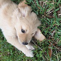 kestrel farm golden retriever, luna, Terrapin's Total Lunar Eclipse CCA