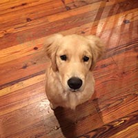 kestrel farm golden retriever, luna, Terrapin's Total Lunar Eclipse CCA