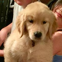 kestrel farm golden retriever, luna, Terrapin's Total Lunar Eclipse CCA