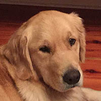 kestrel farm golden retriever, luna, Terrapin's Total Lunar Eclipse CCA