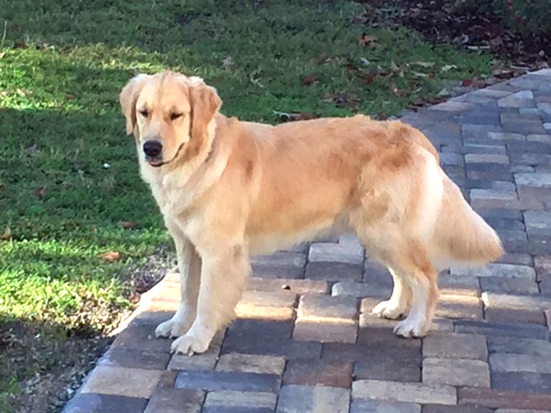 luna at kestrel farm goldens