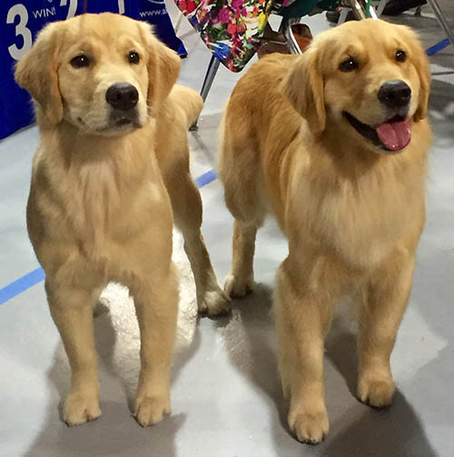 kestrel farm golden retriever, luna, Terrapin's Total Lunar Eclipse CCA, and her littermate