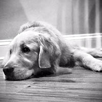 kestrel farm golden retriever, luna, Terrapin's Total Lunar Eclipse CCA