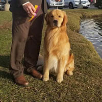 kestrel farm golden retriever stud dog, Rhett, GCH Lakewood's Rhett Butler @ Kestrel Farm South CCA