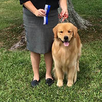 kestrel farm golden retriever stud dog, Rhett, GCH Lakewood's Rhett Butler @ Kestrel Farm South CCA