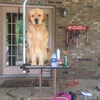 kestrel farm golden retriever stud dog, Rhett, GCH Lakewood's Rhett Butler @ Kestrel Farm South CCA