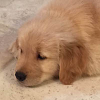 kestrel farm golden retriever stud dog, Rhett, GCH Lakewood's Rhett Butler @ Kestrel Farm South CCA