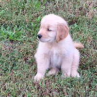 kestrel farm golden retriever stud dog, Rhett, GCH Lakewood's Rhett Butler @ Kestrel Farm South CCA
