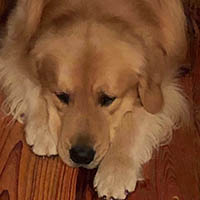 kestrel farm golden retriever stud dog, Rhett, GCH Lakewood's Rhett Butler @ Kestrel Farm South CCA