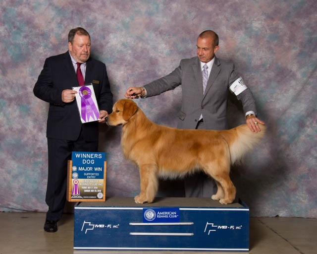 kestrel farm golden retriever stud dog, Rhett, GCH Lakewood's Rhett Butler @ Kestrel Farm South CCA