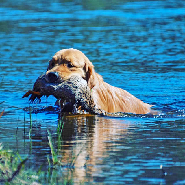 kestrel farm golden retriever stud dog, Rhett, GCH Lakewood's Rhett Butler @ Kestrel Farm South CCA