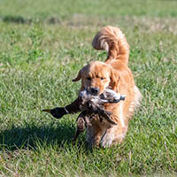 kestrel farm golden retriever stud dog, Rhett, GCH Lakewood's Rhett Butler @ Kestrel Farm South CCA