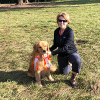kestrel farm golden retriever stud dog, Rhett, GCH Lakewood's Rhett Butler @ Kestrel Farm South CCA