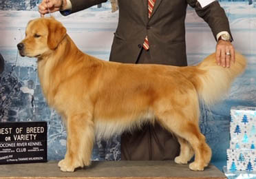 kestrel farm golden retriever stud dog, Rhett, GCH Lakewood's Rhett Butler @ Kestrel Farm South RN MH WCX OS DDHF CCA